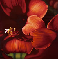 Amaryllis copyright Christine O'Brien