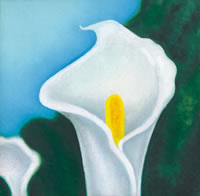 Calla Lily copyright Christine O'Brien
