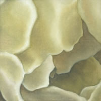 Magnolia copyright Christine O'Brien